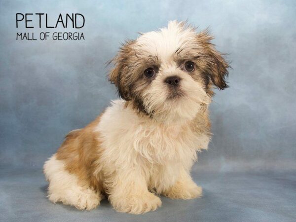 Shih Tzu DOG Male GLD:WH MKGS 2461 Petland Kennesaw, Georgia