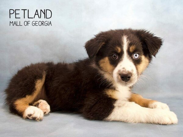 Australian Shepherd DOG Female Black 2469 Petland Kennesaw, Georgia