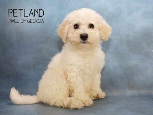 Bichon Frise DOG Male White 2470 Petland Kennesaw, Georgia