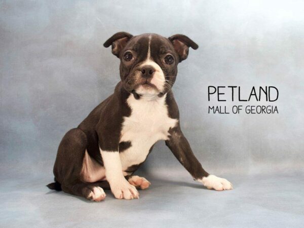 Boston Terrier DOG Female Black / White 2472 Petland Kennesaw, Georgia