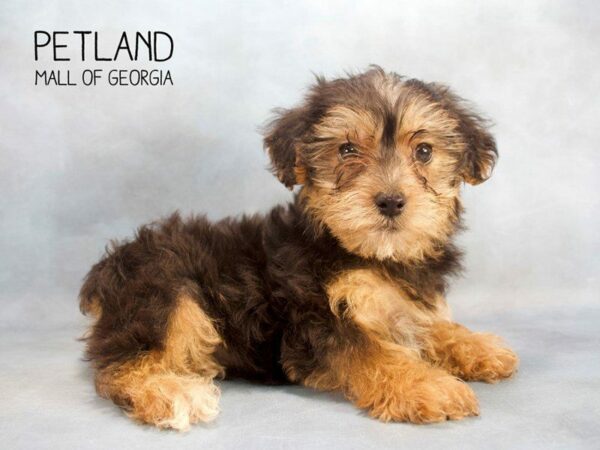 Yochon-DOG-Male-BLK TAN-2480-Petland Kennesaw, Georgia