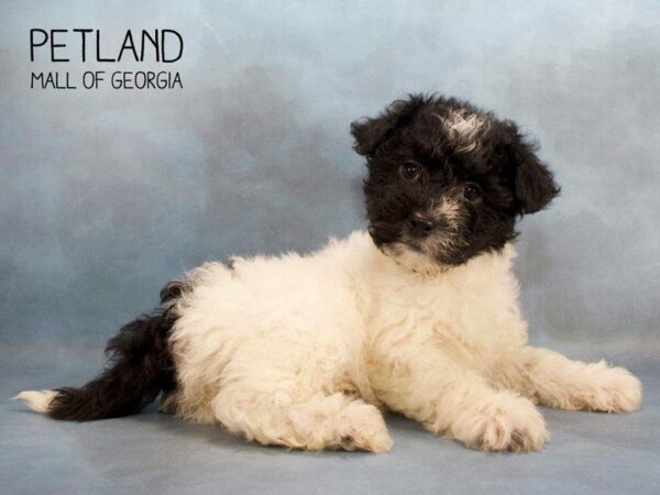 Havanese-DOG-Female-Black & white-2483-Petland Kennesaw, Georgia