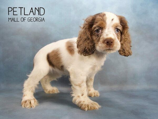 Cocker Spaniel DOG Female CHOC MERLE WHT 2484 Petland Kennesaw, Georgia