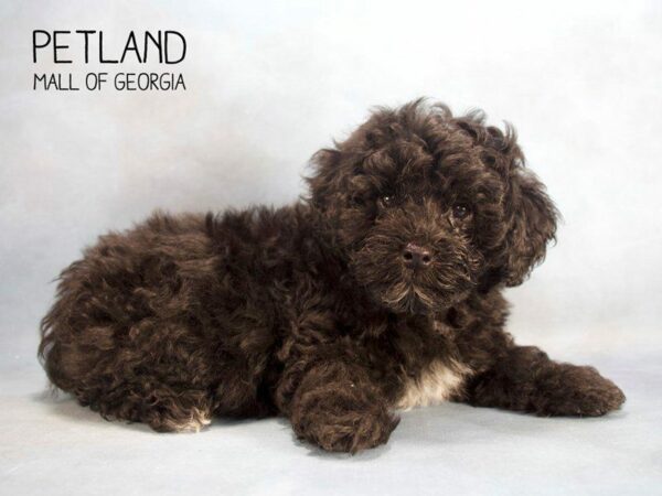 Miniature Poodle DOG Male blk & wh 2485 Petland Kennesaw, Georgia