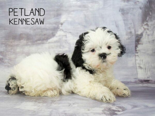 Shihpoo-DOG-Female-Black / White-23270-Petland Kennesaw, Georgia