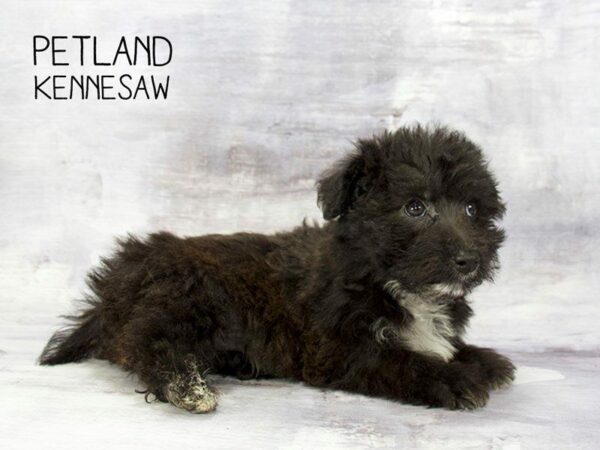 Yorkiepoo-DOG-Male-Chocolate-23271-Petland Kennesaw, Georgia