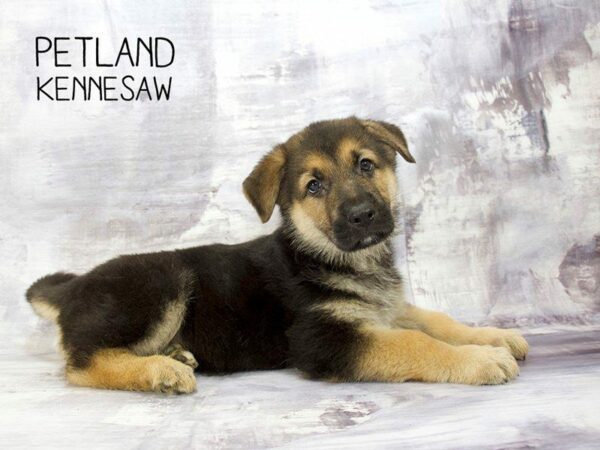 German Shepherd-DOG-Male-Black Tan-23272-Petland Kennesaw, Georgia