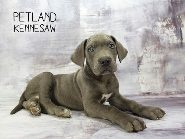 Great Dane DOG Male Gray 23274 Petland Kennesaw, Georgia