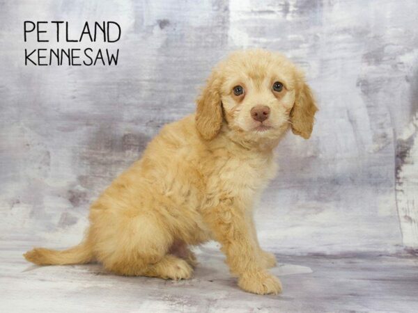 Miniature Goldendoodle 2nd Gen-DOG-Male-GOLDEN-23276-Petland Kennesaw, Georgia