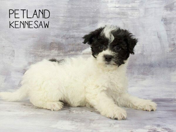 Havanese-DOG-Male-BLACK WHITE-23281-Petland Kennesaw, Georgia