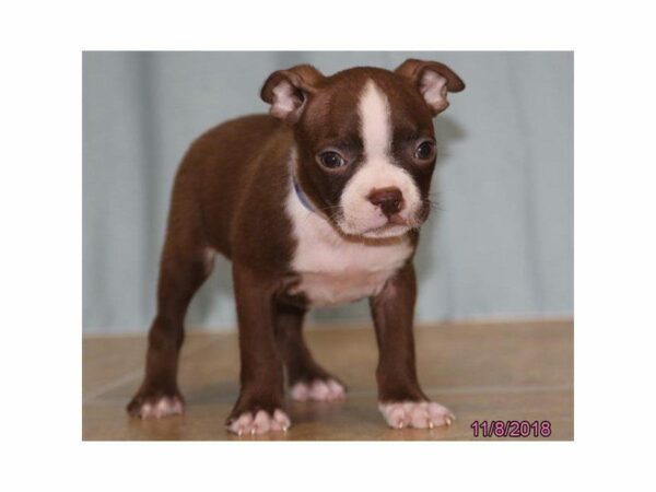 Boston Terrier DOG Male Chocolate / White 23312 Petland Kennesaw, Georgia