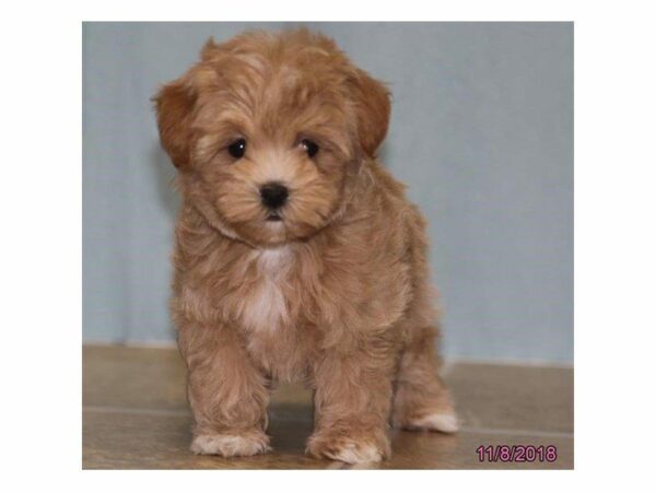 Maltese/Poodle DOG Female Cream 23320 Petland Kennesaw, Georgia