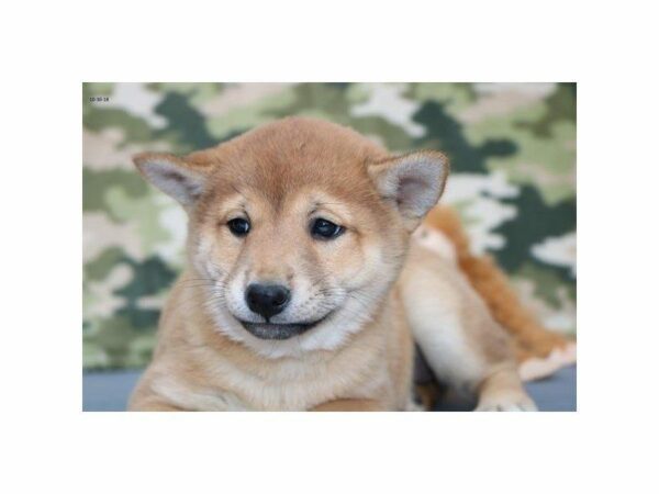 Shiba Inu DOG Female rd 23318 Petland Kennesaw, Georgia