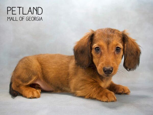 Dachshund DOG Female RED 2496 Petland Kennesaw, Georgia