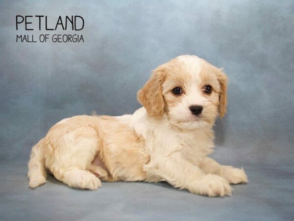 Cavachon DOG Female BLENHEIM 2497 Petland Kennesaw, Georgia