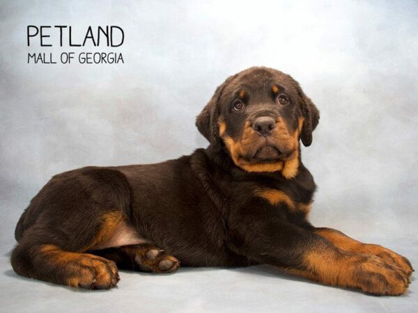 Rottweiler DOG Male Black / Tan 2507 Petland Kennesaw, Georgia