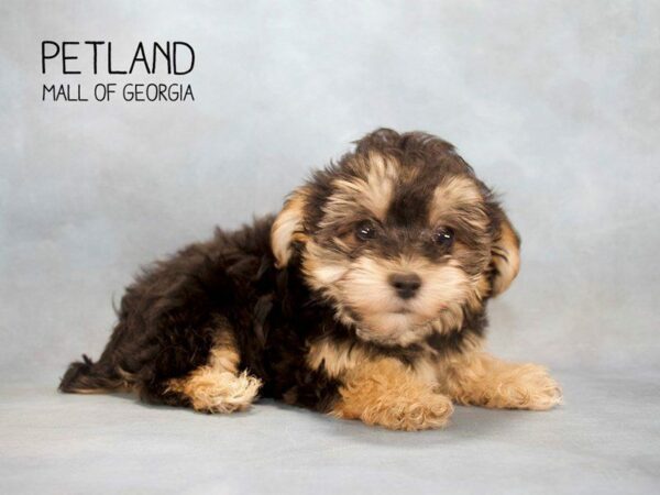 Yochon-DOG-Female-Black Tan / White-2511-Petland Kennesaw, Georgia