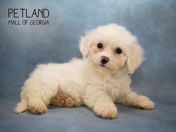 Bichon Frise DOG Female White 2513 Petland Kennesaw, Georgia