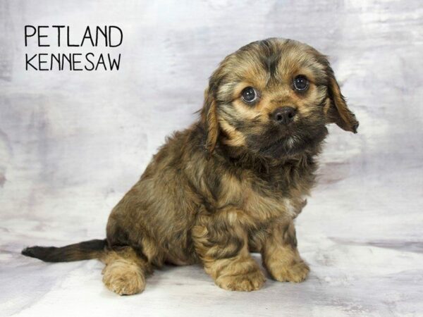 Cavapoo-DOG-Female-BRINDLE-23304-Petland Kennesaw, Georgia