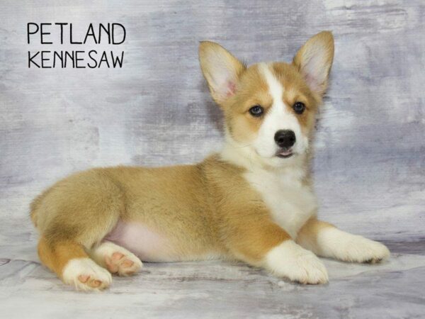 Pembroke Welsh Corgi DOG Female Red / White 23315 Petland Kennesaw, Georgia