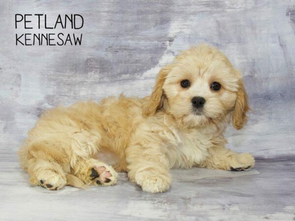 Cavachon DOG Female Golden 23323 Petland Kennesaw, Georgia