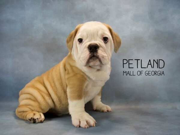 English Bulldog DOG Male FN:WH MKGS 2516 Petland Kennesaw, Georgia