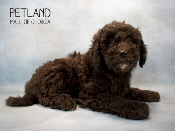 Miniature Goldendoodle 2nd Gen-DOG-Female-Black-2522-Petland Kennesaw, Georgia