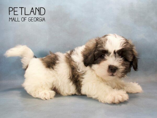 Maltipoo-DOG-Male-brown white-2525-Petland Kennesaw, Georgia