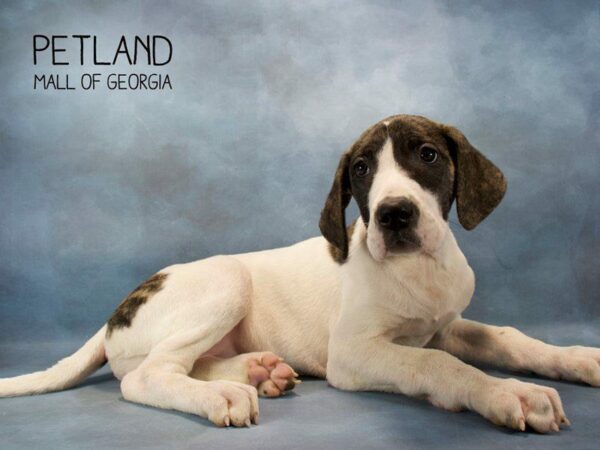 Great Dane-DOG-Female-Harlequin-2535-Petland Kennesaw, Georgia