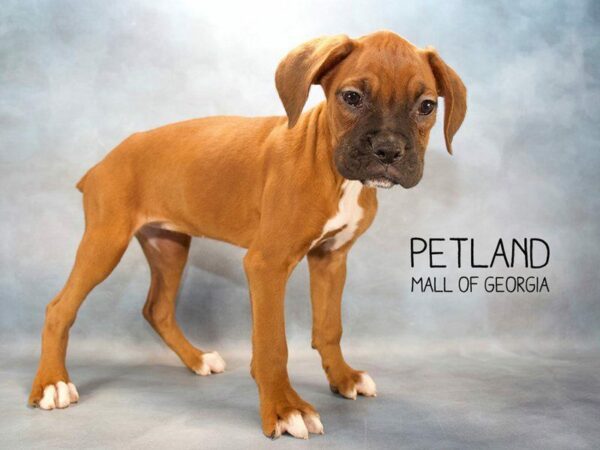 Boxer DOG Female Fawn / White 2536 Petland Kennesaw, Georgia