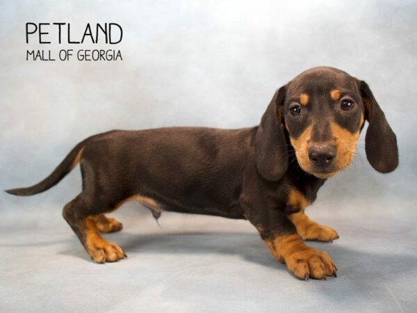 Dachshund DOG Male Black / Tan 2537 Petland Kennesaw, Georgia