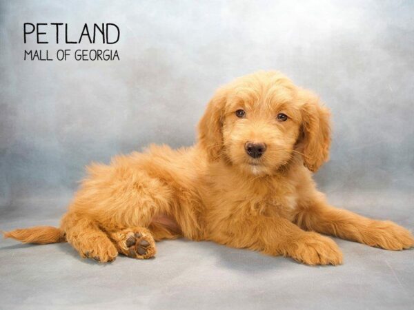 Goldendoodle 2nd Gen DOG Female Apricot 2540 Petland Kennesaw, Georgia