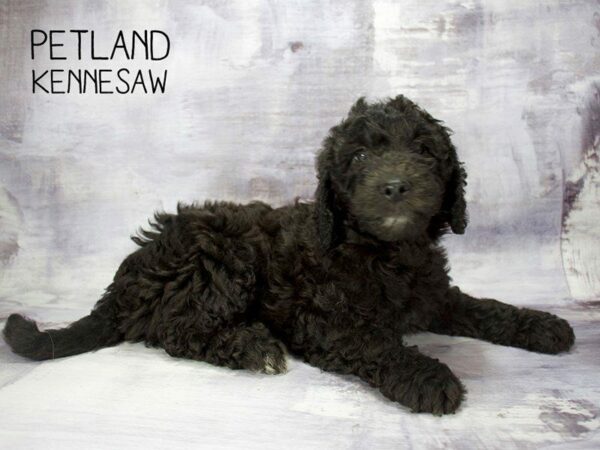 Miniature Goldendoodle 2nd Gen-DOG-Male-Black-23330-Petland Kennesaw, Georgia