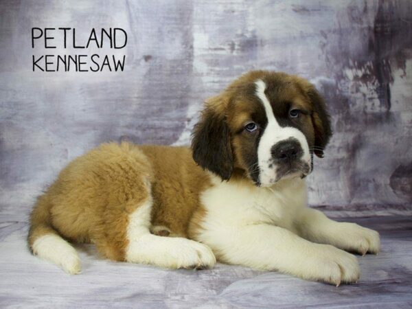 Saint Bernard-DOG-Female-Sable White-23331-Petland Kennesaw, Georgia