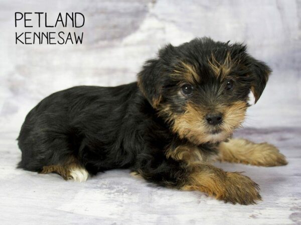 Yorkshire Terrier DOG Female Blk-Tan 23337 Petland Kennesaw, Georgia