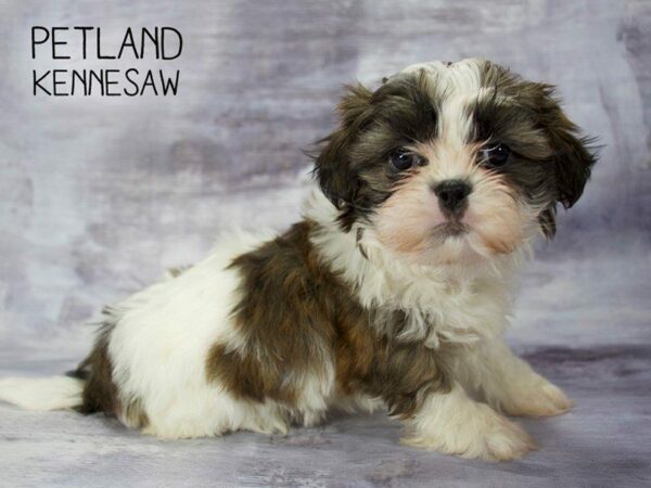 Shih Tzu DOG Male Brindle White 23338 Petland Kennesaw, Georgia