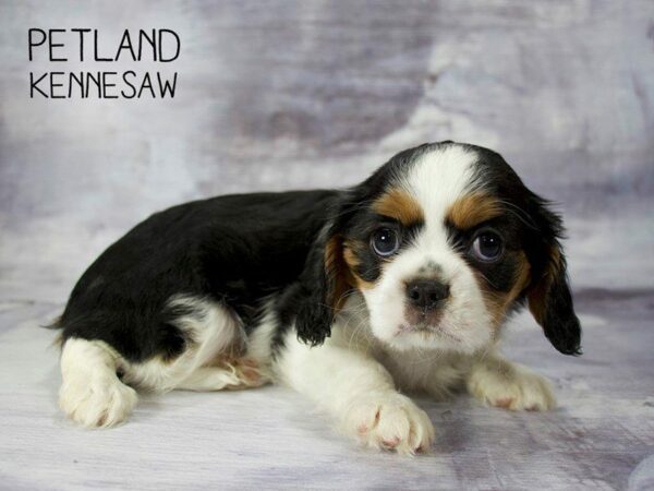 Cavalier King Charles Spaniel DOG Male Tri 23339 Petland Kennesaw, Georgia