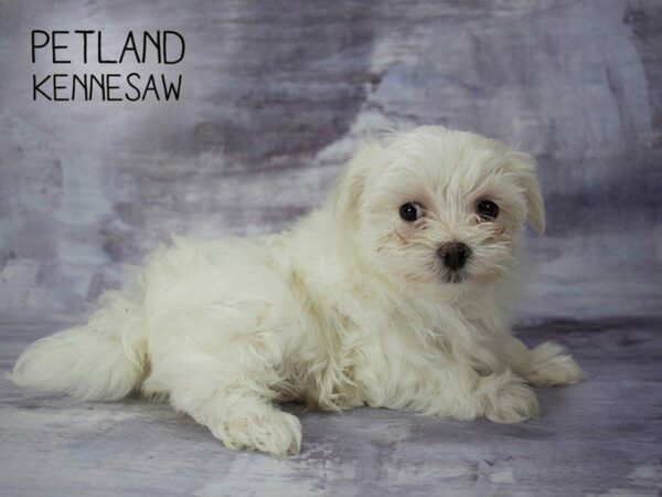 Maltese DOG Female WHITE 23340 Petland Kennesaw, Georgia