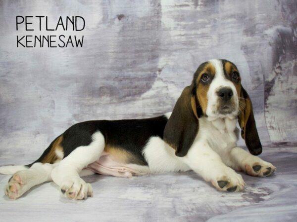 Basset Hound DOG Male BLK WH & TN 23343 Petland Kennesaw, Georgia