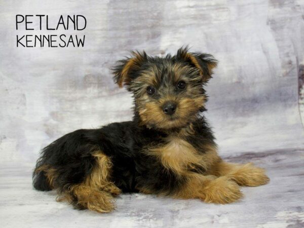 Yorkshire Terrier-DOG-Female-BLK & TN-23345-Petland Kennesaw, Georgia