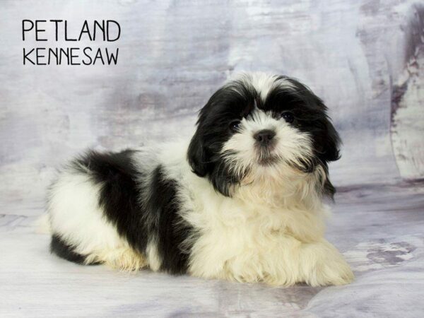 Shih Tzu DOG Female White / Black 23348 Petland Kennesaw, Georgia