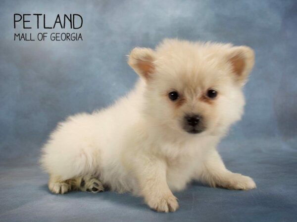 Pomeranian DOG Male CR 2542 Petland Kennesaw, Georgia