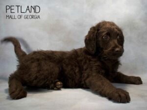 Labradoodle-DOG-Female-Yellow-2550-Petland Kennesaw, Georgia