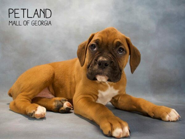 Boxer DOG Male Fawn White 2551 Petland Kennesaw, Georgia