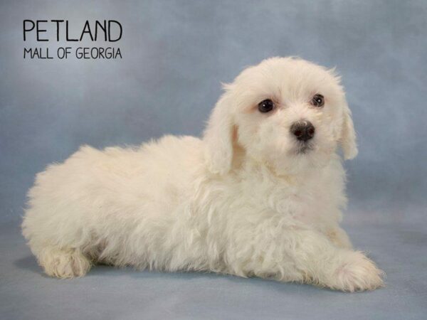 Maltipoo-DOG-Male-WHITE-2552-Petland Kennesaw, Georgia