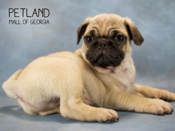 Pug DOG Male Fawn 2555 Petland Kennesaw, Georgia