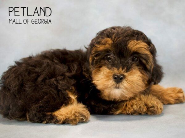 Yorkiepoo DOG Female Black / Tan 2557 Petland Kennesaw, Georgia