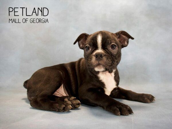 Boston Terrier-DOG-Male-Black / White-2560-Petland Kennesaw, Georgia