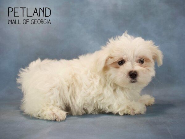 Maltese-DOG-Female-White-2562-Petland Kennesaw, Georgia