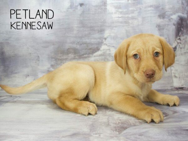 Labrador Retriever DOG Female Yellow 23357 Petland Kennesaw, Georgia